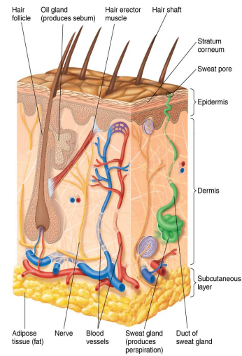 <p>Thin outer portion of skin; composed of layers of epithelial cells</p>
