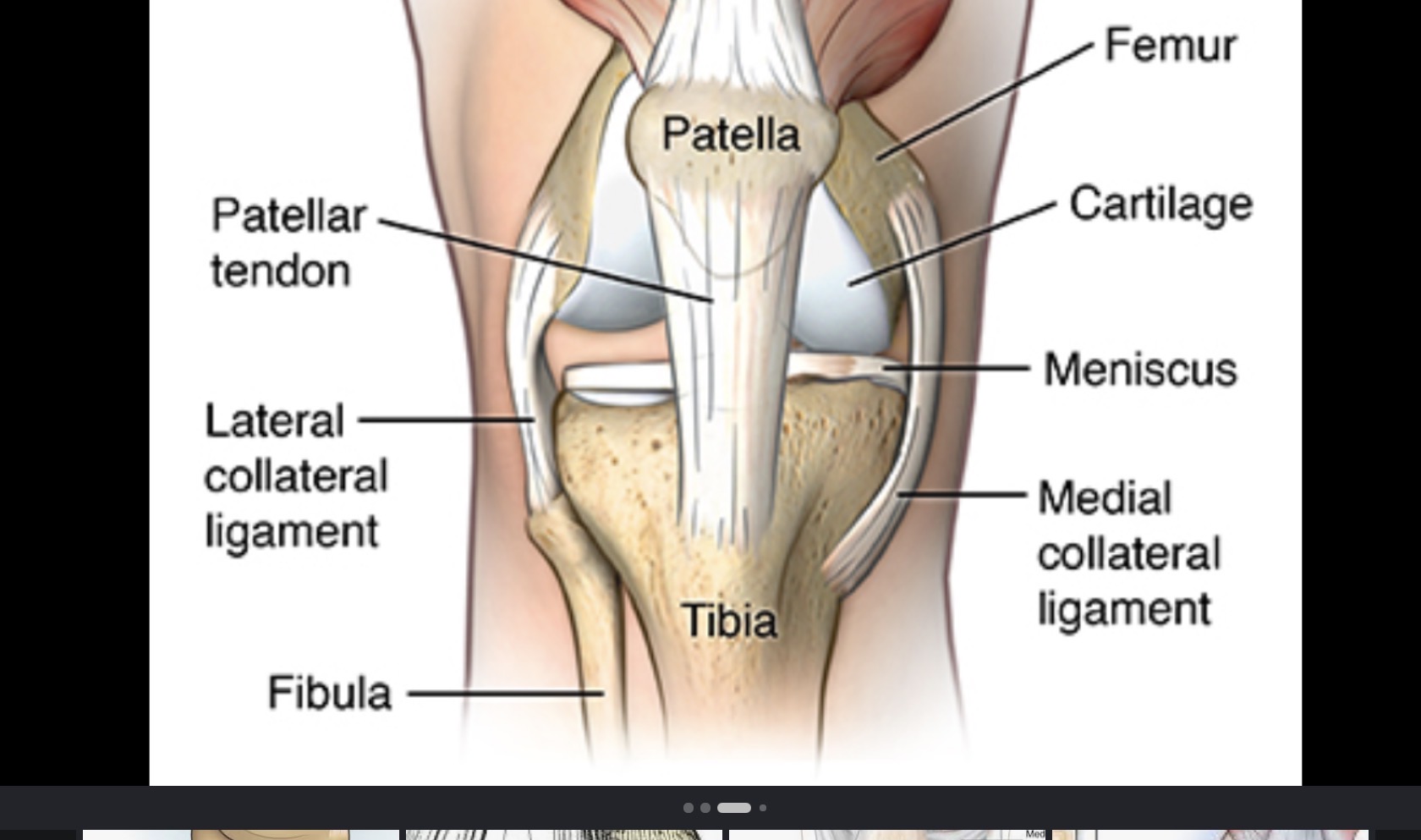 <p>In front of knee</p>