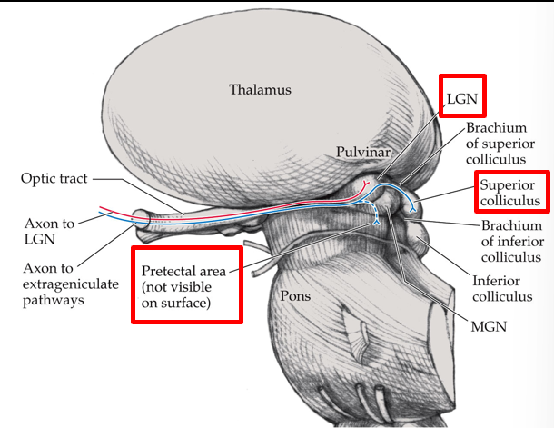 <p>involved in directing eye movements</p>