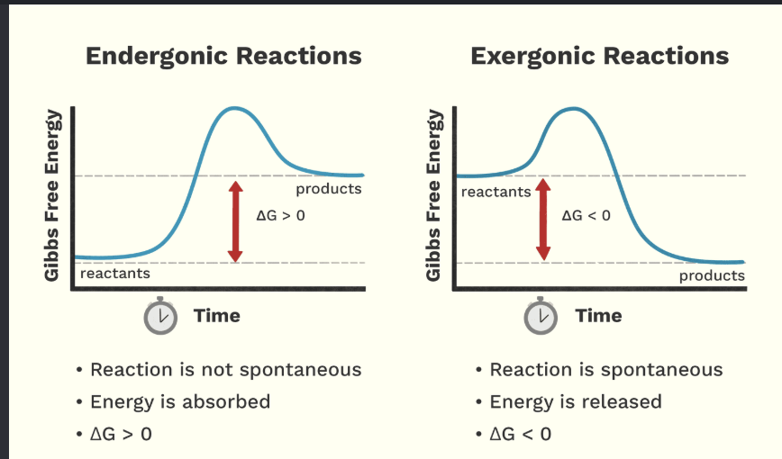 <ul><li><p>G<sub>reactants</sub> > G<sub>products</sub></p></li><li><p>Spontaneous</p></li><li><p>Exergonic (energy is released)</p></li><li><p>Ex: hydrolysis</p></li></ul><p></p>