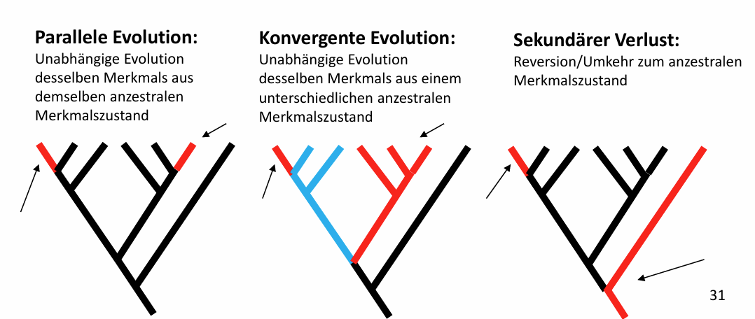 <ul><li><p>Phylogenetischer Baum: Rekonstruktion von Stammbaum → Hypothese aufgrund homologer Merkmale</p></li><li><p>Homologie: Ähnlichkeit die aus Verwandtschaft resultiert</p></li><li><p>Analogie: Ähnlichkeit die auf Funktionsgleichheit beruht</p></li><li><p>Homoplasie durch parallele Evolution, Konvergenz, sekundären Verlust</p></li><li><p>Kladogramm: Ast-Anordnung informativ, Astlänge bedeutungslos</p></li><li><p>Phylogramm: Ast-Anordnung und Astlänge (proportional zur Anzahl der Änderungen) informativ</p></li><li><p>Knoten: hypothetische Vorfahren</p></li><li><p>Chronogramm: zeigt Zeitspanne der Divergenz an, Astlängen entsprechen bestimmter Zeitspanne</p></li><li><p>Areal-Kladogramm: Knoten stellen Ausbreitungsereignisse dar (Fernausbreitung), Knoten stellen Barrieren dar (Vikarianz)</p></li></ul><p></p>