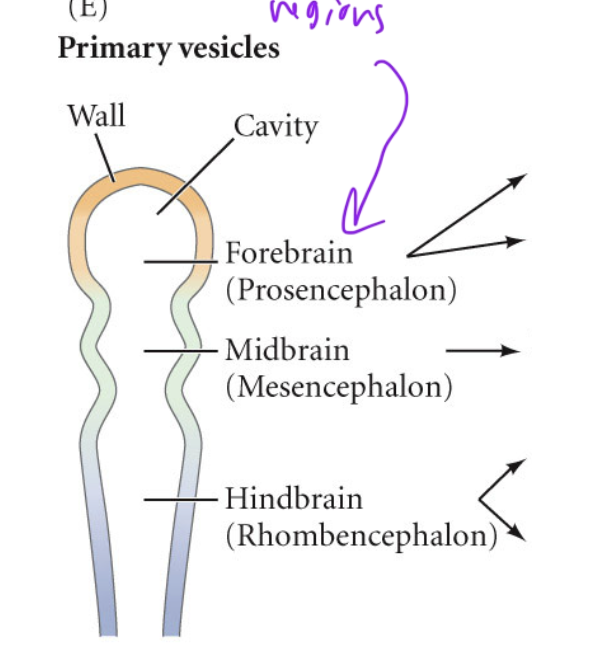 <p>33 hrs</p><ul><li><p>at this pt, the anterior part of the neural tube has 3 distinct regions (the 3 primary vesicle parts)</p></li></ul><p></p>