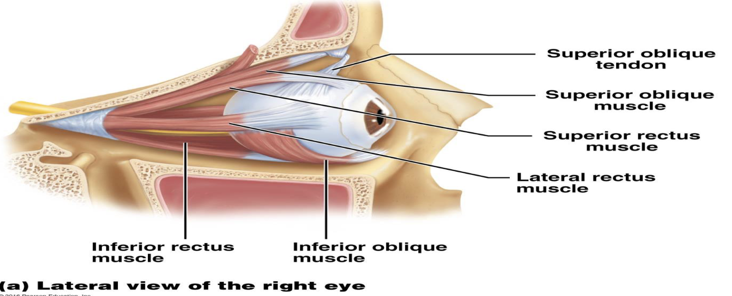<p>III. Extrinsic Eye Muscles </p><ol><li><p>What are the functions of the extrinsic eye muscles? </p></li></ol><ul><li><p>What are the four extrinsic eye muscles listed in this lecture?</p></li></ul><p></p>