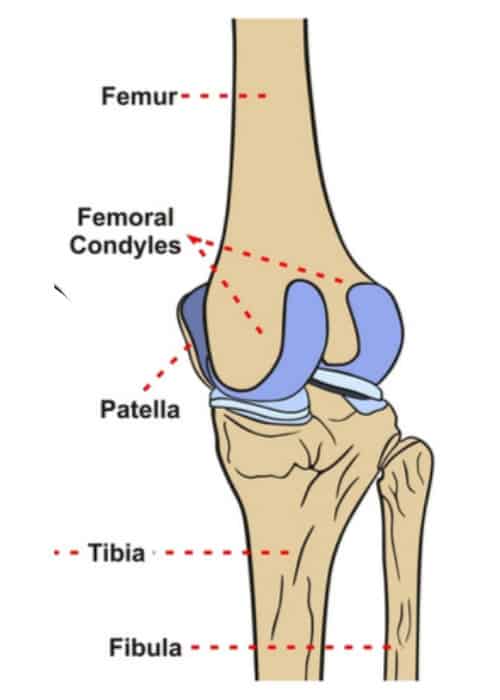 <p>large bony prominences at the ends of long bones</p>