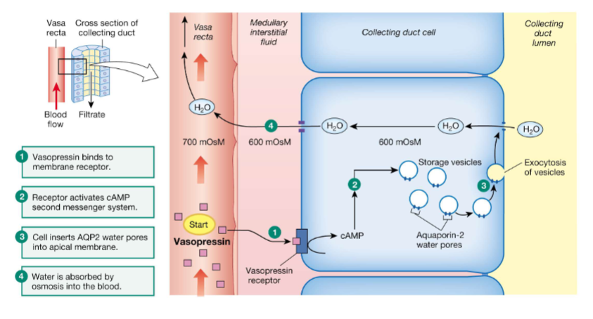 <p>Its target cells are principal cells in the collecting ducts and vascular smooth muscle cells in arterial vessels. In the kidneys, VP binds to V2 receptors triggering signaling cascade causing aquaporin-2 channels to move from cell’s interior to the apical membrane (urine facing). At higher concentrations, VP binds to V1 receptors on smooth muscle causing vasoconstriction to increase BP. Opening aquaporin gates causes kidneys to become highly permeable to water as it pulled out of the urine and back into blood (facultative reabsorption). As more water is reabsorbed to blood, the concentrated solutes in plasma is diluted causing plasma osmolarity to decrease. </p>