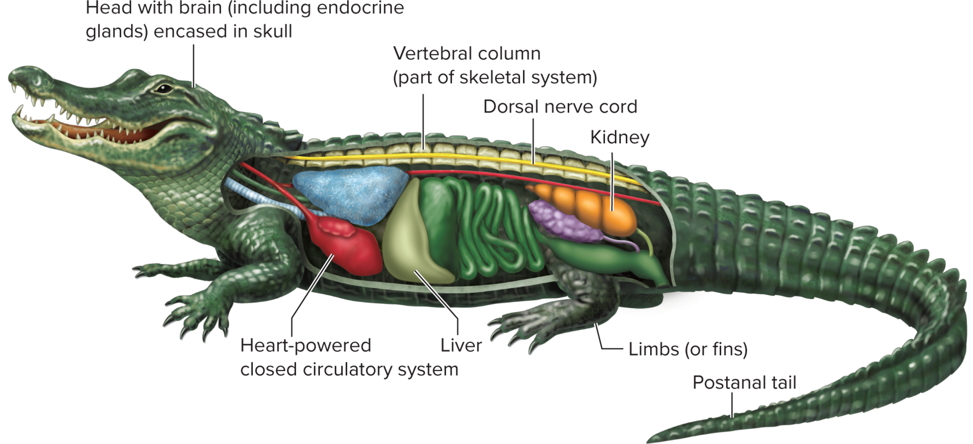 <p>1) Vertebral column (notochord enclosed in bone/cartilage, protecting the nerve cord). </p><p>2) Well-developed cephalization with a skull protecting the brain. </p><p>3) Neural crest cells (embryonic cells that migrate and aid development — unique to vertebrates). </p><p>4) Well-developed organ systems within a true coelom. </p><p>5) Closed circulatory system. </p><p>6) Endoskeleton (cartilage or bone).</p>