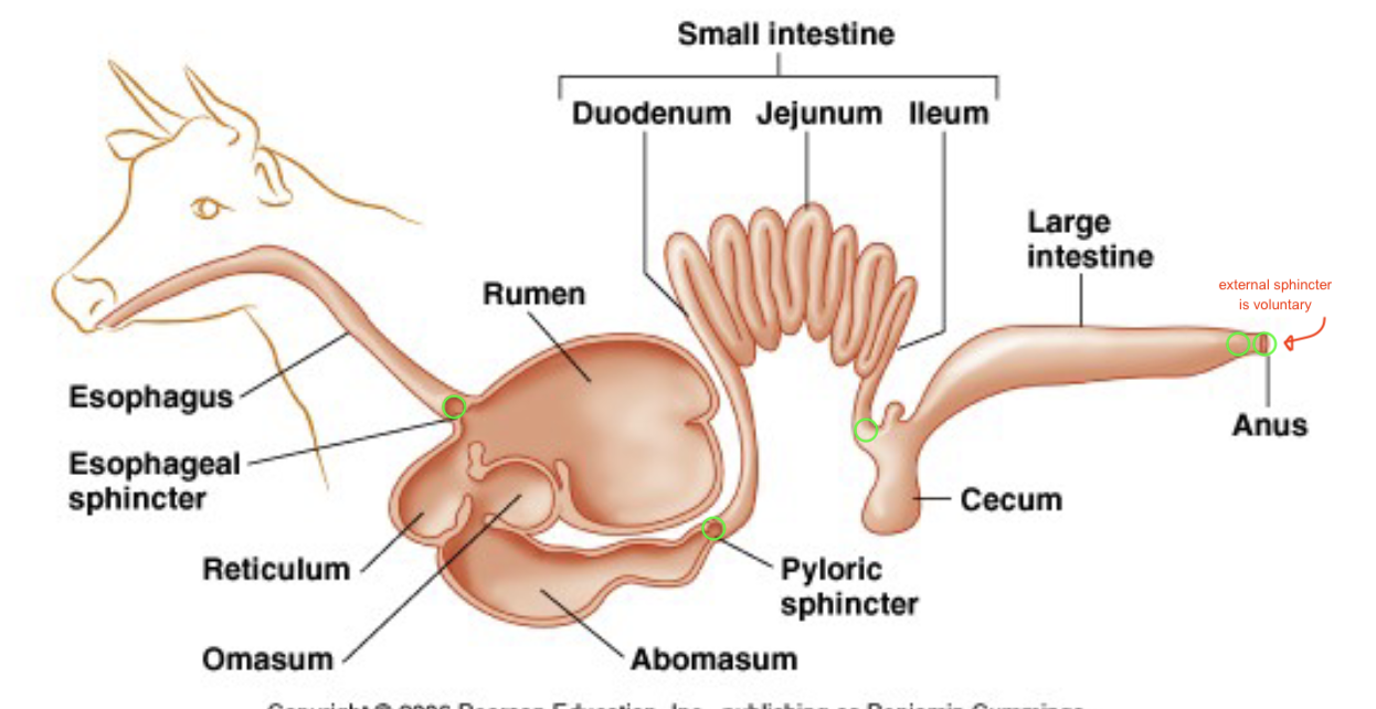 <ul><li><p>crop (birds, collect small stones to grind seed)</p></li><li><p>mono-gastric stomach → one compartment</p><ul><li><p>rumen (first stomach) used to ferment/break down things, food sent back up to the mouth, then to reticulum (second stomach)</p></li></ul></li><li><p>digastric stomach</p></li><li><p>sphincters → bands of smooth muscle separating one area from another along a “tube”</p></li></ul><p></p>