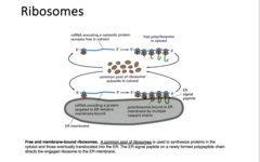 <p>A common pool of ribosomes is used to synthesize proteins in the cytosol (free).</p><p>If an ER signal peptide is encoded, the newly formed polypeptide chain is translocated in the ER (bound).</p>