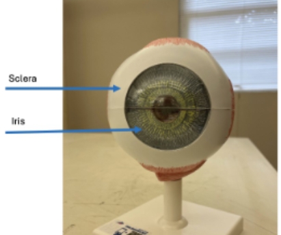 <p>sclera, iris</p>