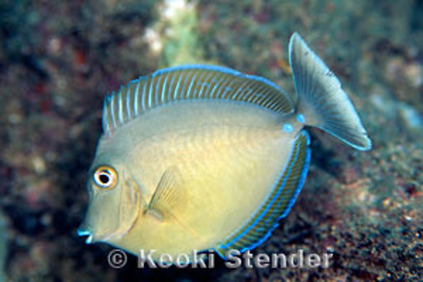 <p>Naso unicornis</p>
