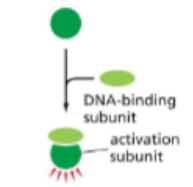 <p>A DNA-binding protein forms a complex with a separate activating protein</p>