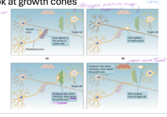 <p>-neurotrophins (come send me messages "im ready") as attractants!</p><p>**repellent molecules; GET AWAY --> LOOK AT PICTURE!!</p><p>1) Axon adheres to the surface of certain cells</p><p>2) Axon adheres to nearby axons</p><p>3) Guidepost cells release chemicals, which attract the growth cone</p><p>4) Guidepost cells release chemicals, which repulse the growth cone + new synapses form on target cell</p>