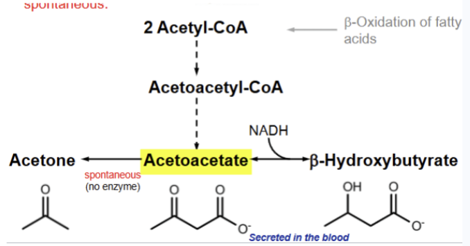<p>the synthesis/ production of ketone bodies. 2 acetyl-CoA are synthesized into acetoacetyl-CoA which is then converted to acetoacetate.</p>