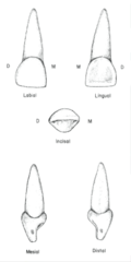 <p>- greater mesiodistal than cervicoincisal length</p><p>- no mamelons or grooves</p><p>- nearly straight incisal edge</p><p>- prominent labial and lingual cervical ridges</p>
