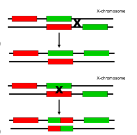 <ul><li><p><span>X-chromosome contains one red-sensitive pigment gene and several green sensitive ones</span></p><ul><li><p><span>Only first green sensitive gene is expressed</span></p></li></ul></li><li><p><span>Color pigment genes have very similar DNA sequences and may misalign during Meiosis I</span></p></li><li><p><span>Crossover between genes causes deletion of green sensitive visual pigment</span></p></li><li><p><span>Crossover within a gene causes fusion gene with differing color sensitivity</span></p></li></ul><p></p>