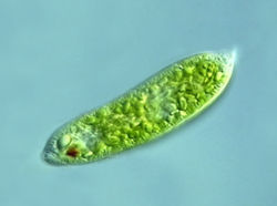 <p>Consist of multiple diets and have a spiral or crystalline rod inside each flagellum (eg. euglena)</p>