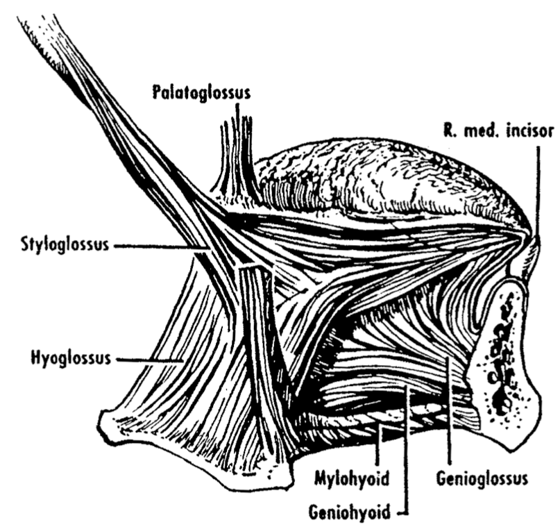 <p><strong>genioglossus</strong>: protrudes the tongue </p>