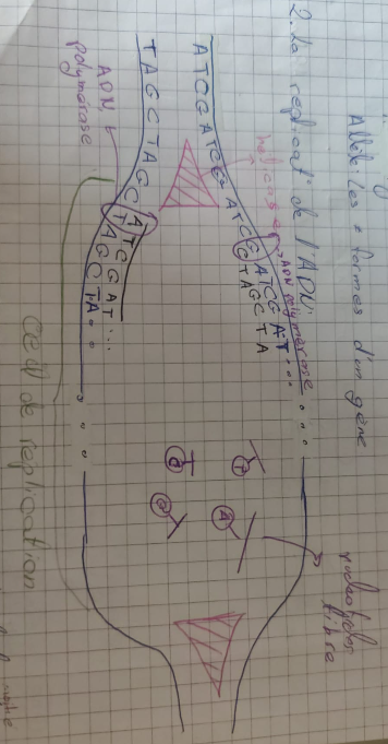 <p>la replication est semi conervatrice à partir de la ½ de l’info (un brin) on reconstitue la totalité par complementarité</p>
