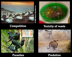 <p>factor that limits a population more as population density increases (competition, disease, predation)</p>