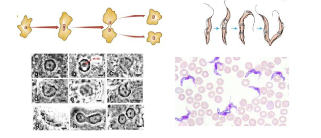 <p>Protozoários que se dividem por <strong>divisão binária</strong> </p>
