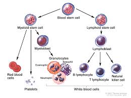 <p>What are leukocytes?</p>