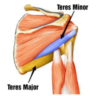 <p>What is the <strong>action </strong>of the <strong>Teres major</strong>?</p>