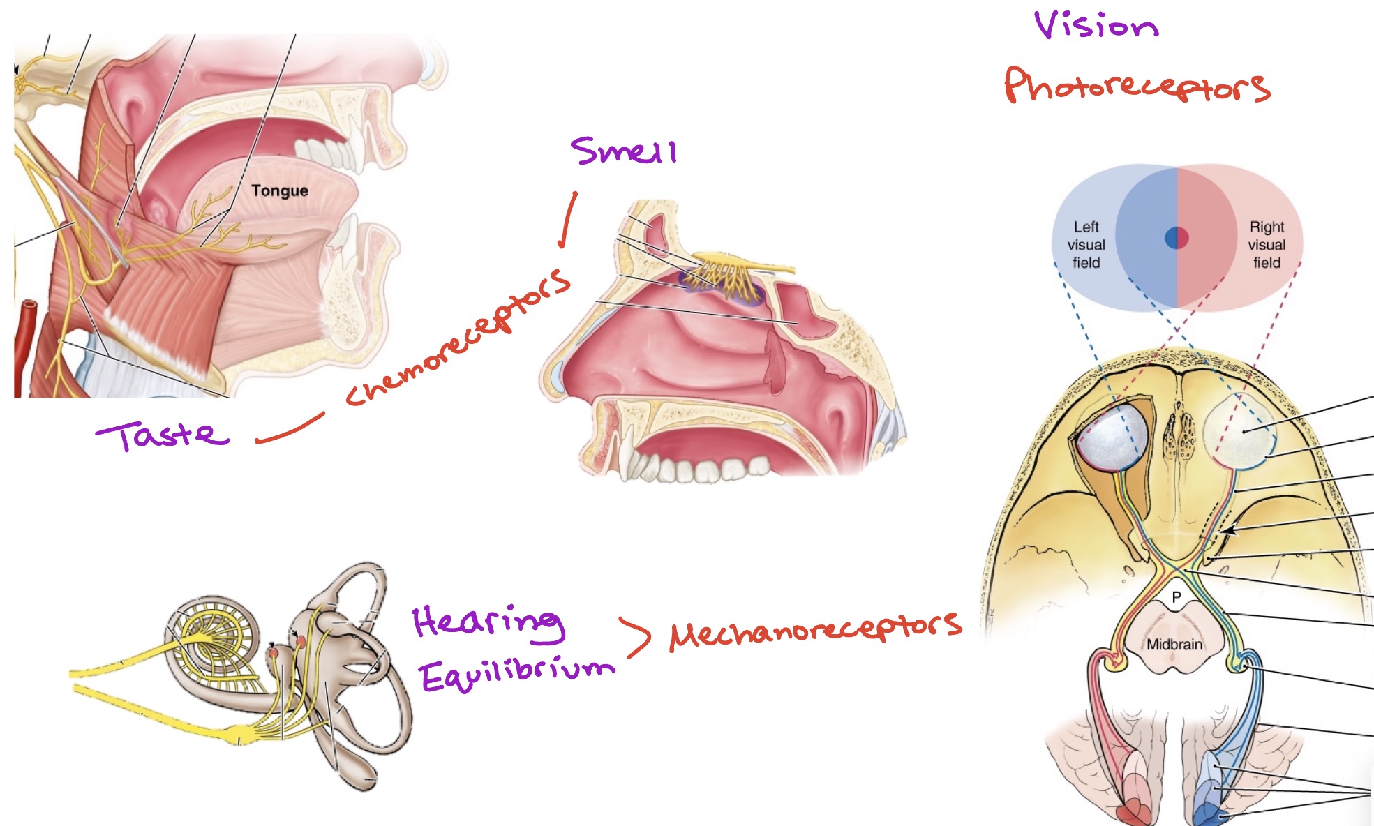 <ul><li><p>Chemoreceptors → taste &amp; smell </p></li><li><p>Mechanoreceptors → hearing &amp; equilibrium </p></li><li><p>Photoreceptors → vision</p></li></ul><p></p>