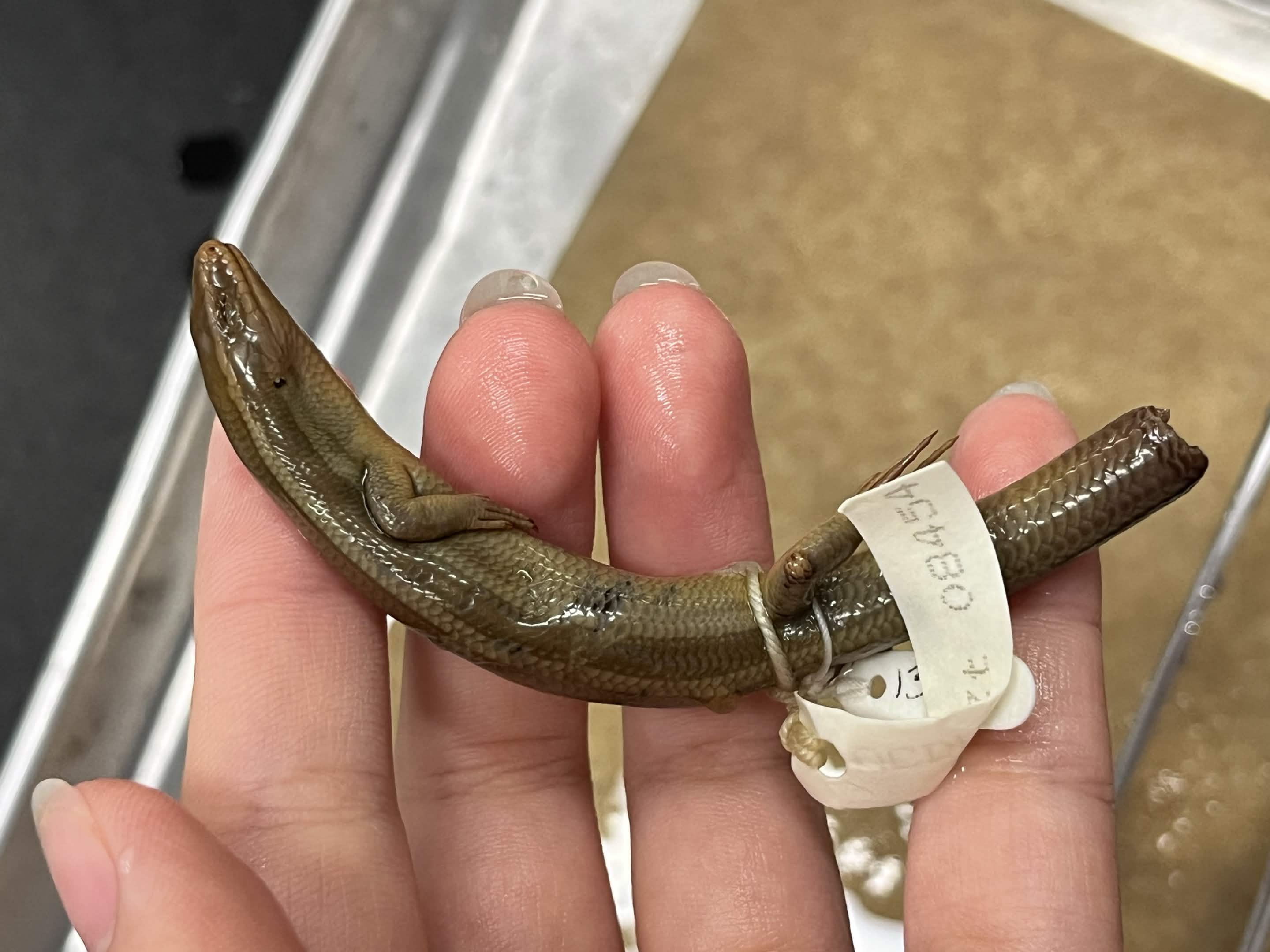 <p>Family + Species?</p><ul><li><p><strong>Stripe extend to tail</strong></p></li><li><p><strong>Coast/Northern Cali</strong></p></li></ul><p></p>