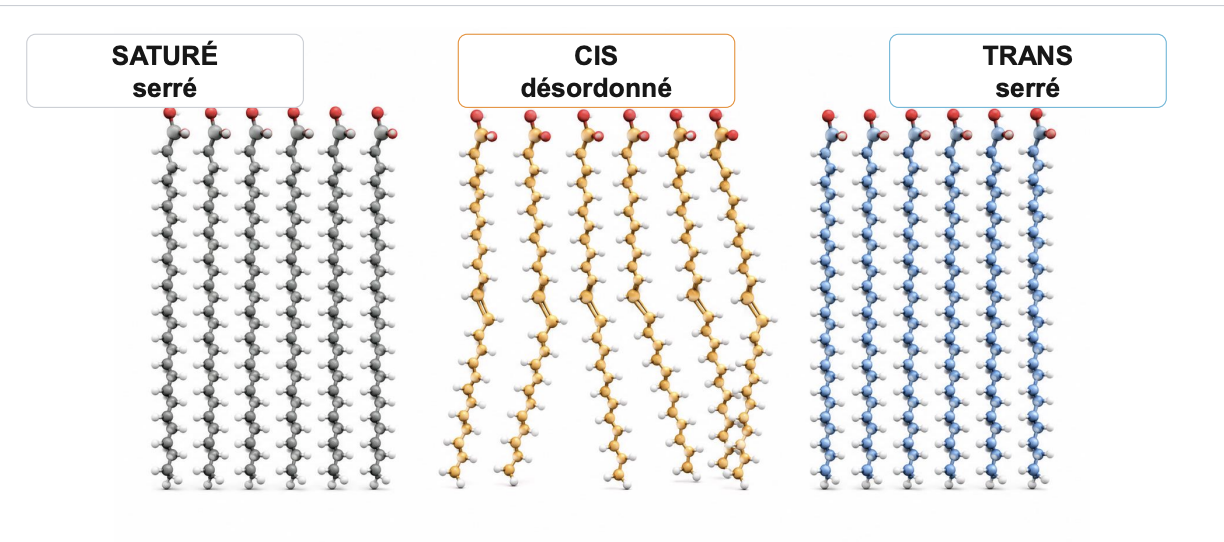 <ul><li><p>Les substituants principaux se trouvent sur des <strong>côtés opposés</strong>.</p></li><li><p>La chaîne est  plus rectiligne.</p></li></ul><ul><li><p>trans→ empaquetage serré</p></li></ul><p></p>