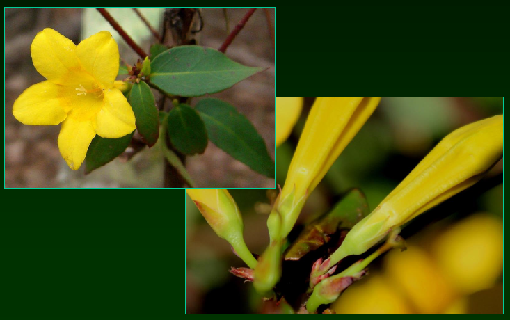 <p>•</p><p>Gelsemiaceae</p><p>•</p><p>Distylous</p><p>•</p><p>Prefers wet habitats</p><p>•</p><p>Key Characters:</p><p>•</p><p>Vine</p><p>•</p><p>Yellow flowers</p><p>•</p><p>Opposite, evergreen leaves</p><p>•</p><p>Acuminate sepals</p>