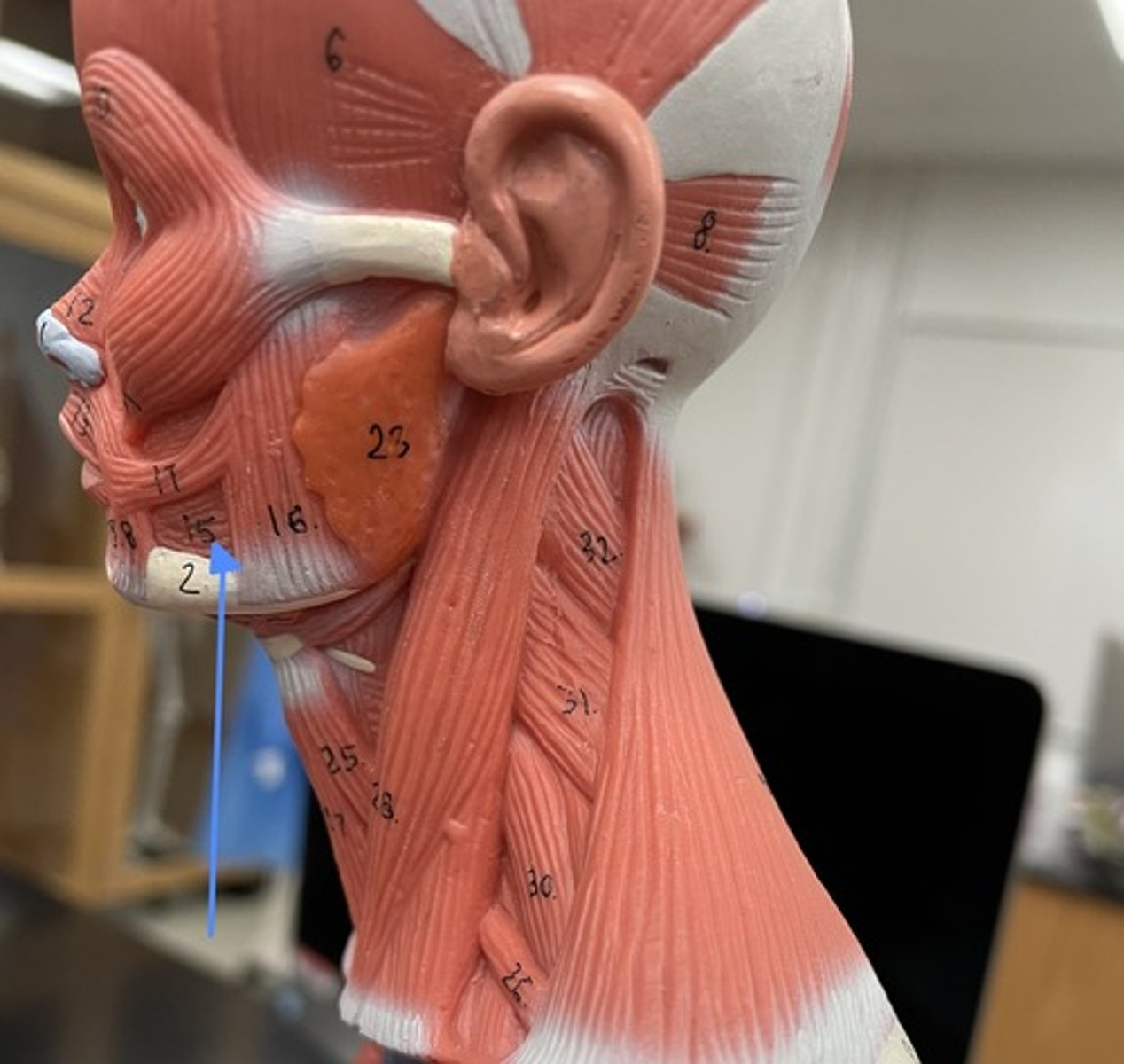 <p>buccinator</p><p>origin:</p><p>insertion:</p><p>action:</p>