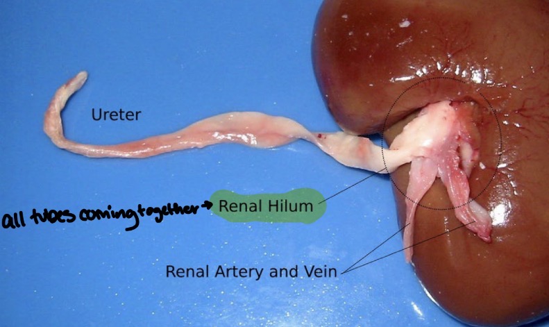 <p>Where all tubes come out of kidney together including the</p><ul><li><p>ureter</p></li><li><p>Renal artery</p></li><li><p>Renal vein</p></li></ul><p></p>