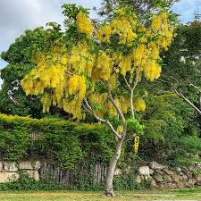 <p>Non-native but widely cultivated in the Philippines; conservation status: not endangered. Most easily identified by its spectacular cascading clusters of bright golden-yellow flowers that can nearly cover the entire canopy when in bloom, earning it the common name "Golden Shower Tree."</p><p>A medium-sized deciduous tree typically growing 8–15 meters tall with a rounded to spreading crown about 6–12 meters wide. Trunk usually reaches 0.3–0.6 meters in diameter, with smooth gray to gray-brown bark that becomes slightly rough with age. Root system consists of a moderate taproot and spreading lateral roots. Branching begins above human height, forming an open canopy. Leaves are compound and pinnate, 20–40 cm long, with several pairs of oval leaflets having smooth margins and pinnate venation. Flowers are bright golden-yellow, borne in long pendulous racemes up to 60 cm long, typically appearing during the dry season. Fruits are long, cylindrical dark brown to black pods, often 30–60 cm long, containing numerous seeds separated by sticky pulp.</p><p>Widely used as an ornamental and flowering accent tree in parks, roadsides, and gardens. The pulp has traditional medicinal uses, particularly as a mild laxative, while seeds and other parts should not be consumed indiscriminately. In landscape applications, it is best used as a specimen, avenue, or seasonal flowering tree where its floral display can be appreciated; suitable for medium to large landscapes and effective as a visual focal point, but seasonal leaf drop and pod litter should be considered near walkways and paved areas.</p>