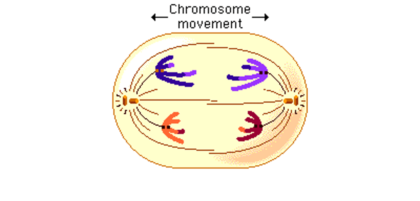 <p>anaphase</p>