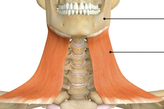 <p>a broad muscle extending from the chest and shoulder muscles to the side of the chin, it is responsible for lowering the lower jaw and lip. </p>