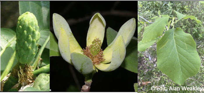 <p>Family:<br>Genus:<br>Species:<br>Common Name:</p>