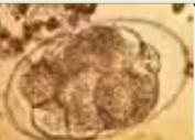 <p>Identify</p>