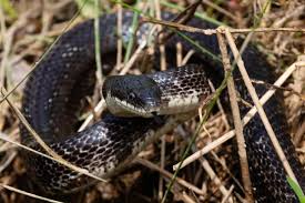 <p>black rat snake</p>