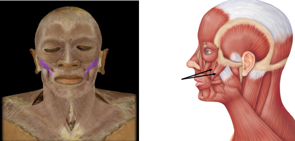 <p>elevation of corners of mouth when smiling</p>