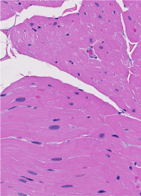 <p><span style="font-family: "Calibri Light";">ID the type of muscle.</span></p>