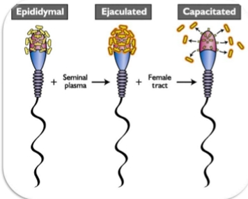 <ul><li><p>Biochemical change</p></li><li><p>Sperm outer plasma membrane</p></li><li><p>Alters glycosaminoglycans</p></li><li><p>Requires 1-7 hours</p><ul><li><p>Sheep 1.5</p></li><li><p>Pigs 3-6</p></li></ul></li><li><p>Allows acrosome reaction to occur</p></li><li><p>Reversible process</p></li></ul><p></p>