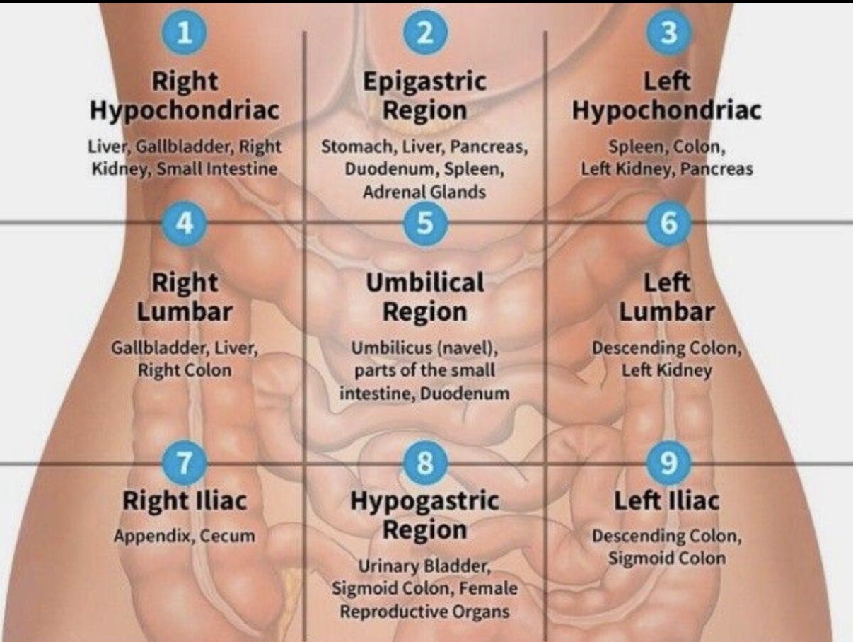 <p>Top middle; liver and gallbladder</p>