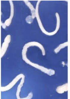 <p>What is this metacestode (larva) stage that has a single scolex with a segmented body conneted to a fluid filled bladder?</p>