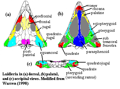 <p>Pterygoid</p>