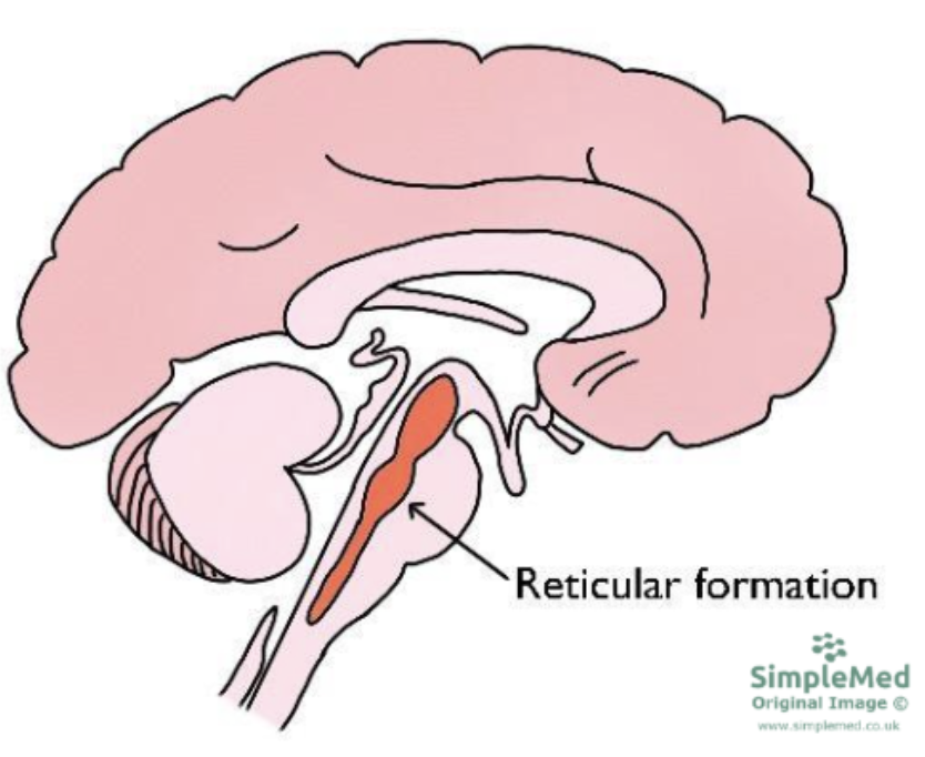<ul><li><p><strong>a nerve network that travels through the brainstem into thalamus</strong></p><ul><li><p>inside brainstem, between your ears</p></li><li><p>extends from spinal cord —> thalamus</p></li></ul></li><li><p><strong>filters info + pays an important role in controlling arousal / state of alertness</strong></p><ul><li><p>nerve network governed by reticular activating system</p></li><li><p><u>Giuseppe Moruzzi + Horace Magoun</u> discovered that the reticular formation also controls arousal / state of alertness</p></li></ul></li></ul><ul><li><p><strong>as spinal cord’s sensory input flows up to thalamus, some travels through reticular formation, which filters incoming stimuli + relays important info to other brain areas</strong></p></li></ul><p></p>