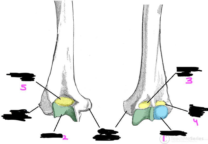 <p>label this diagram of the distal humerus</p>