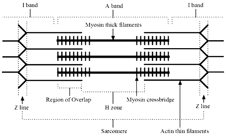 <p>which area is minimized during muscle contraction?</p>