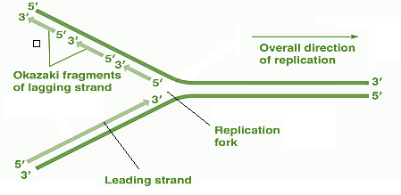 <p>short, newly synthesized DNA segments formed on the lagging template strand during DNA replication </p>