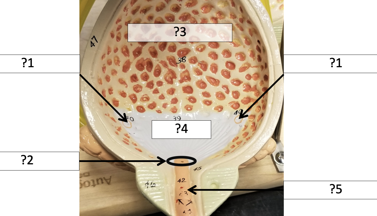 <p>4 Name the region?</p>
