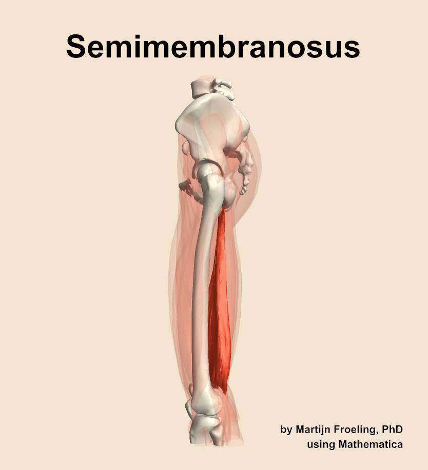 <p>Semimembranosus</p><p>A wide, flat muscle deeper than the semitendinosus; it flexes the knee and extends the hip, inserting on the posterior aspect of the medial tibia condyle.</p>